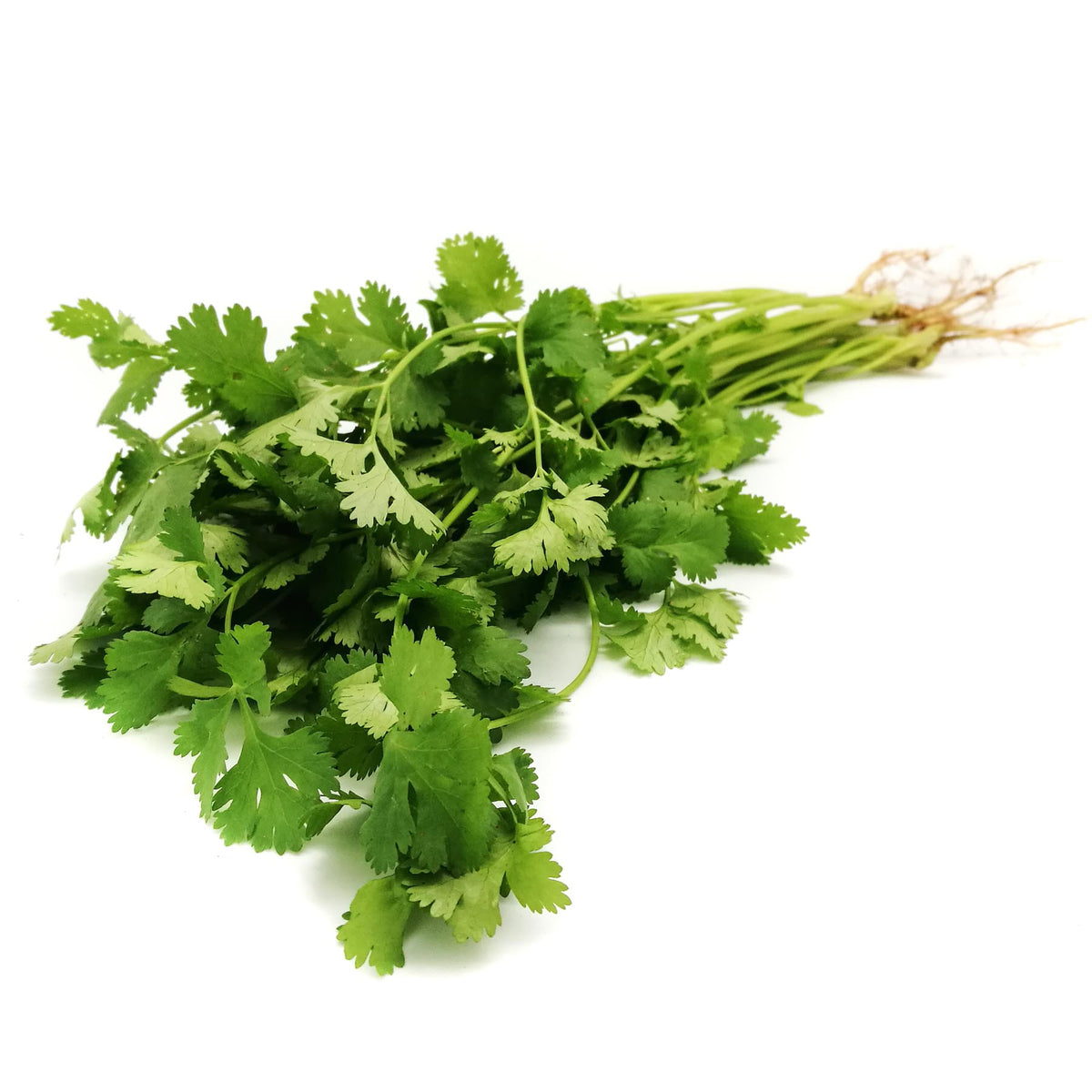 [FRESH] Organic Coriander 35g Thailand/Malaysia