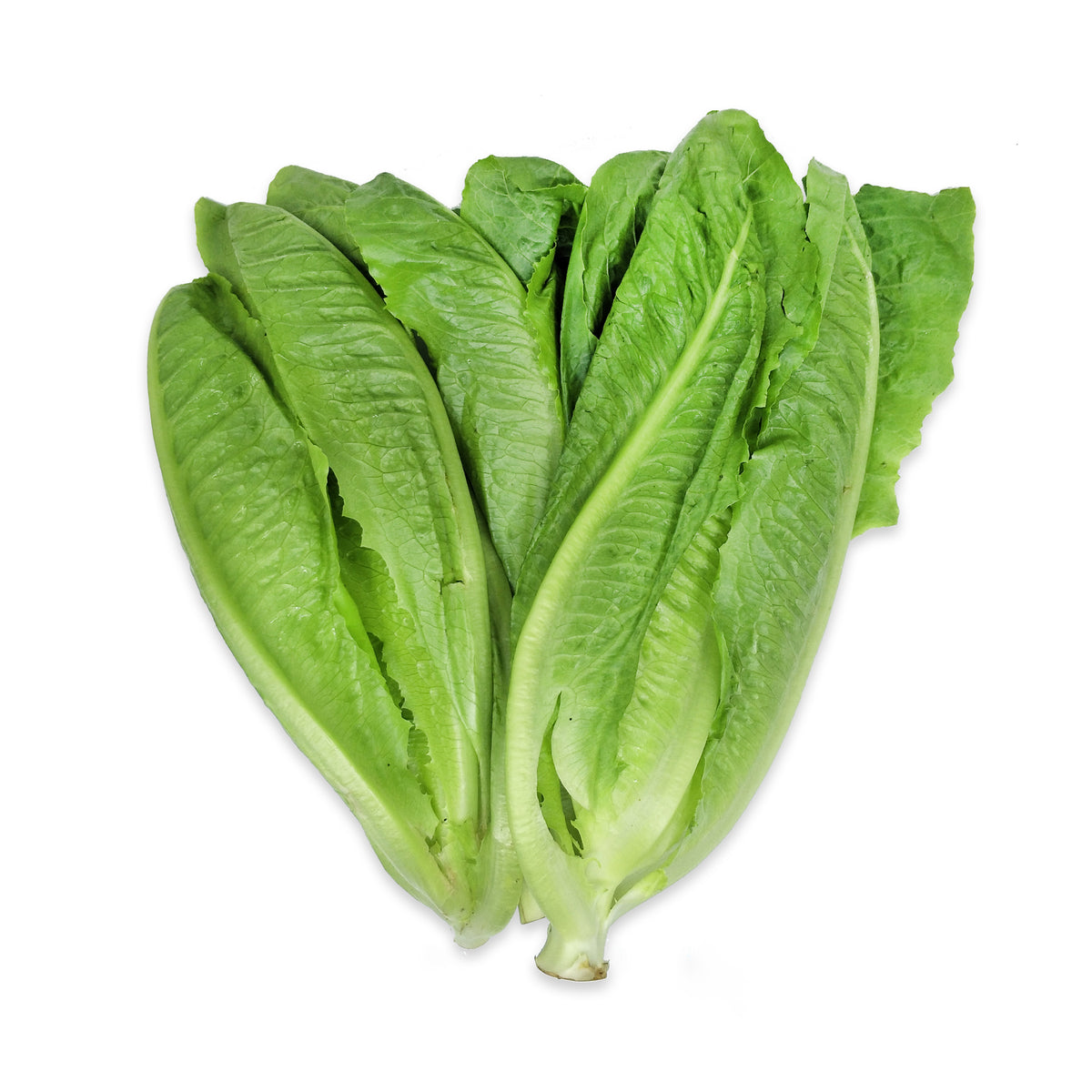 [FRESH] Organic Cos Lettuce 200g Thailand/Malaysia