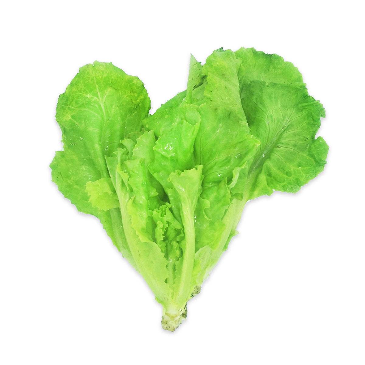 [FRESH] Organic Leaf Lettuce 200g Thailand