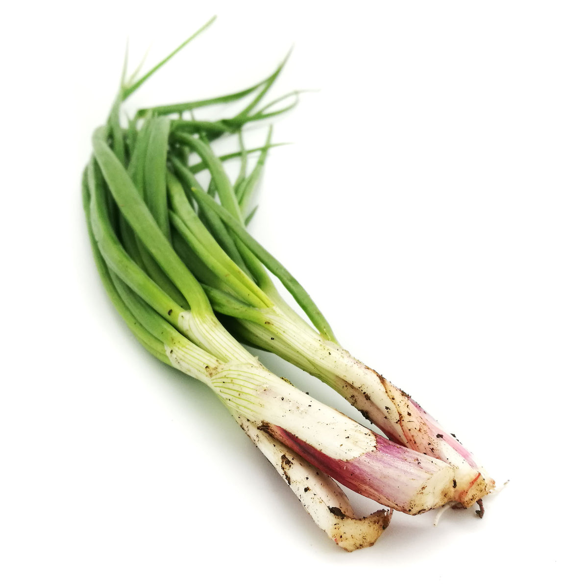 [FRESH] Organic Spring Onion 40g Malaysia