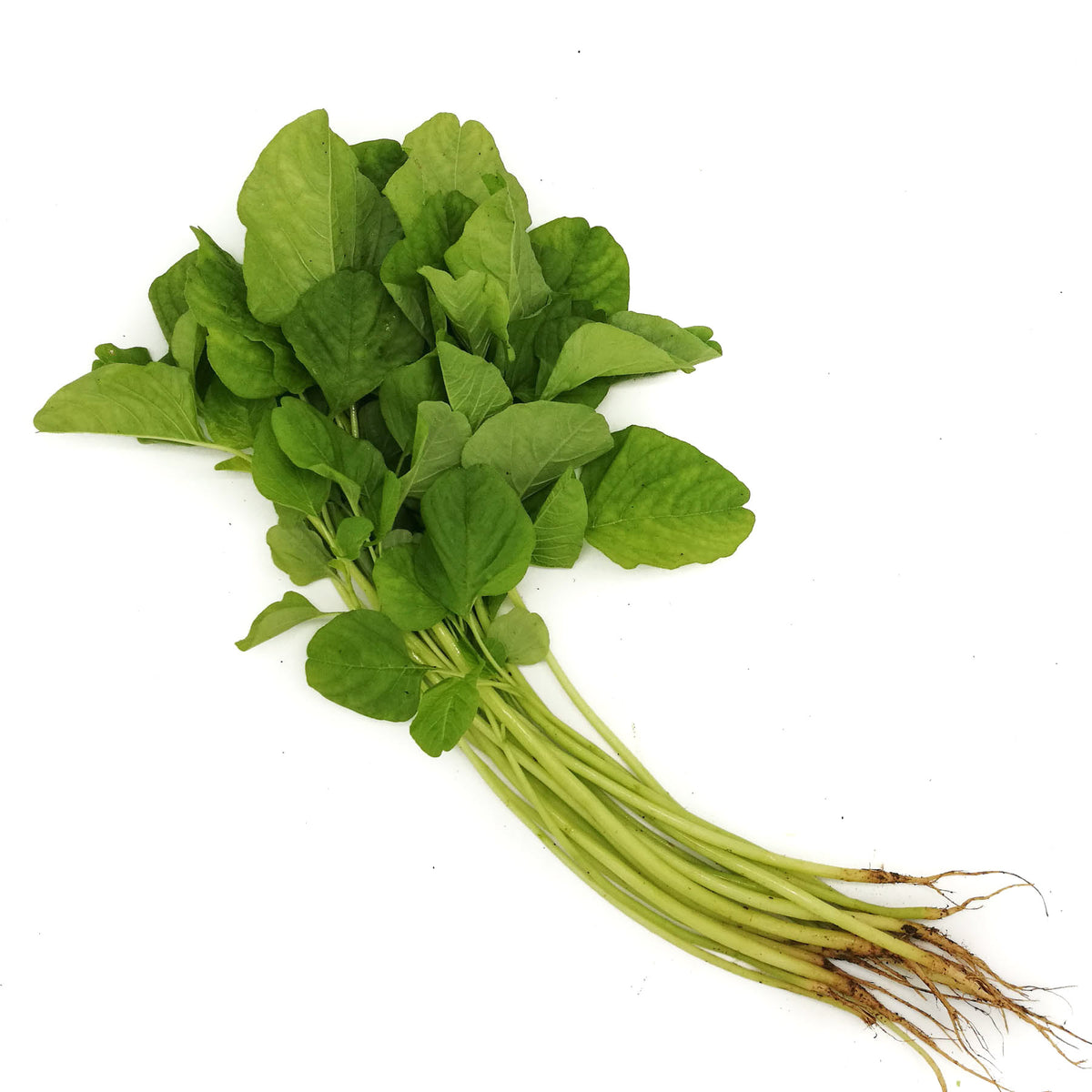 [FRESH] Organic Chinese Green Spinach/Green Bayam/Amaranth 150g Thailand